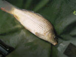 Delphin kadica Eazy SAFE - Slika 8